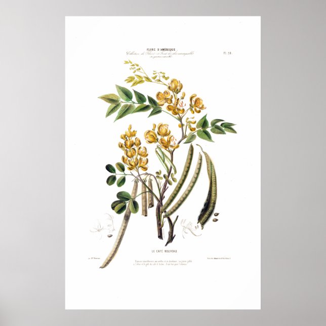 Le Cafe Nouveau Gult Blommigt Botanical Amerique Poster (Framsidan)