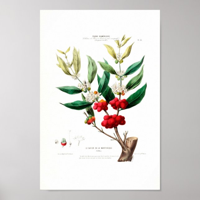 Le Cafier Martinique Red Berries White Petals Poster (Framsidan)