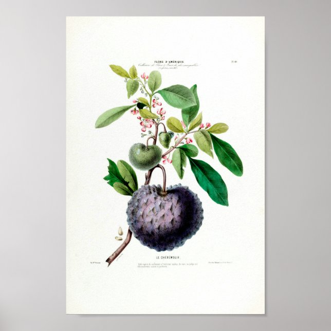 Le Cheremolia Tropical Fruit Plant Amerique Botani Poster (Framsidan)