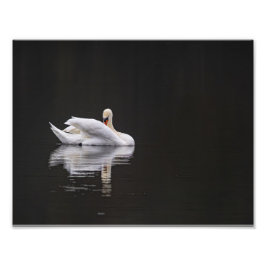 Le cygne au repos fototryck
