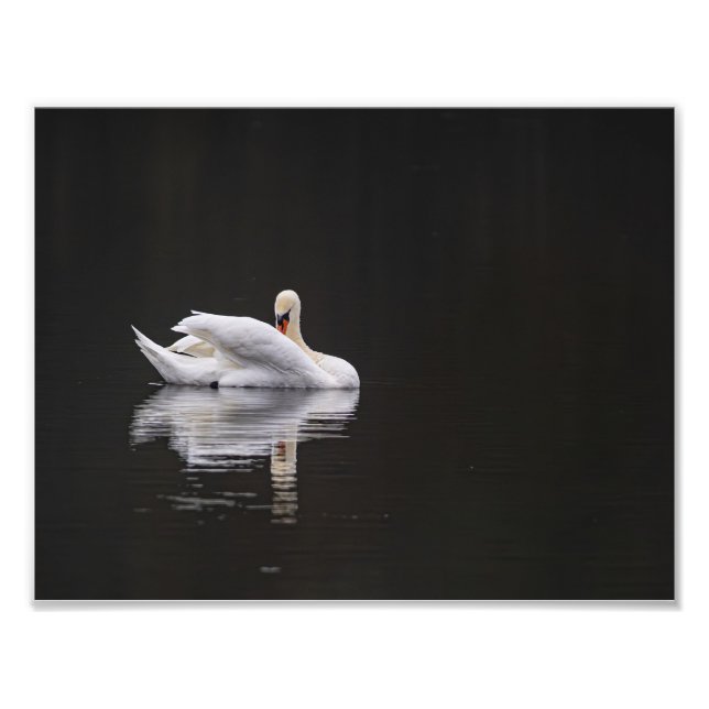Le cygne au repos fototryck (Framsidan)