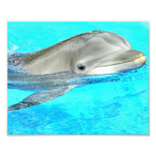 Le delfinen fototryck