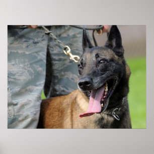 Le den belgareMalinois hunden Poster