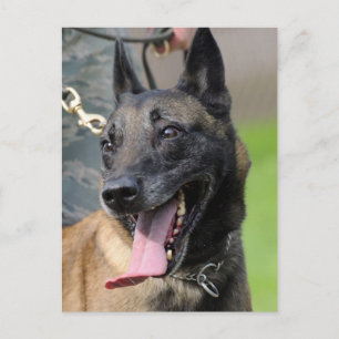 Le den belgareMalinois hunden Vykort