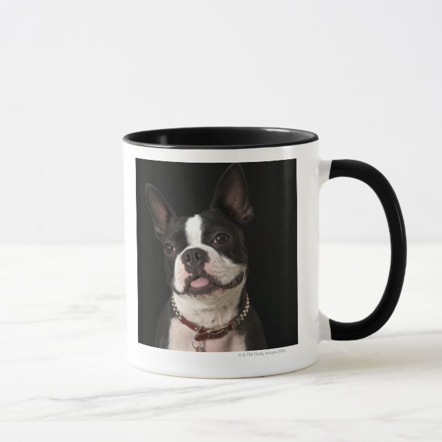 Le den Boston terrieren Mugg (Höger)
