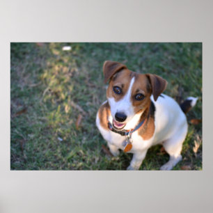 Le den jackRussell terrieren Poster