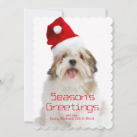 Le den Lhasa Apso hunden som ha på sig den Santa