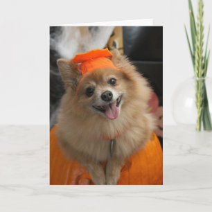 Le den rävaktiga Pomeranian valpen i pumpa Kort