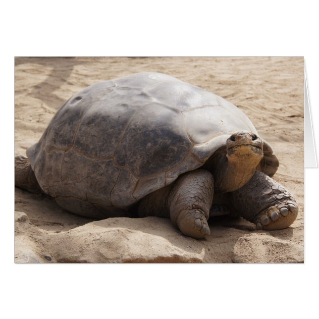 Le det tomma kortet för sköldpadda hälsningskort (Framsidan Horizontal)