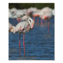 Le flamant rose de Camargue
