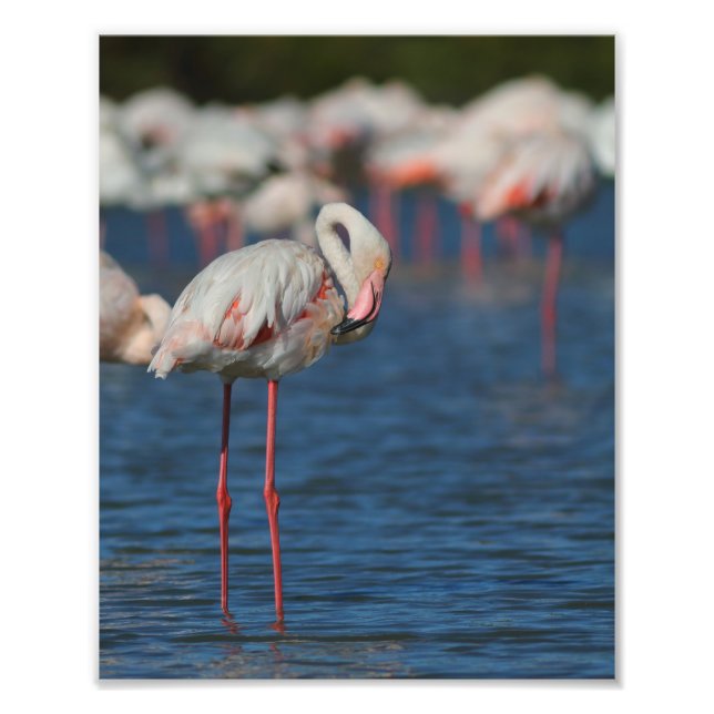 Le flamant rose de Camargue Fototryck (Framsidan)