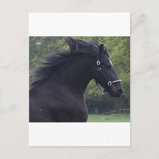 LE FRISON LA PERLE NOIRE VYKORT (Framsida)