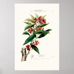 Le Giroflier Red Clove Amerique Botanique Poster