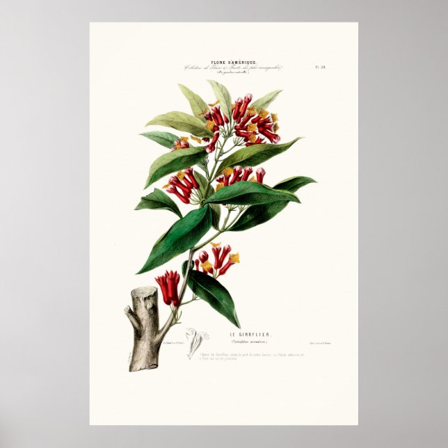 Le Giroflier Red Clove Amerique Botanique Poster (Framsidan)