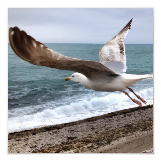 Le Goëland d'Etretat français Fototryck (Framsidan)