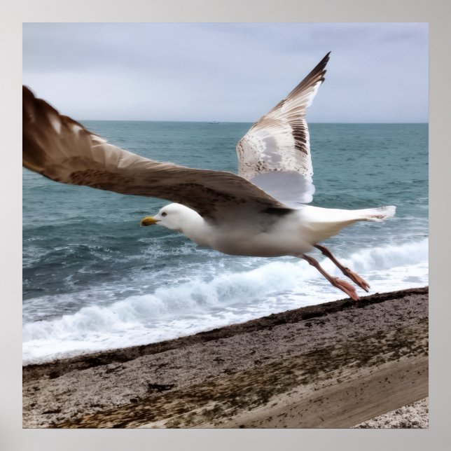 Le Goëland d'Etretat français Poster (Framsidan)