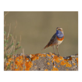 Le gorgebleue à miroir  perfect poster