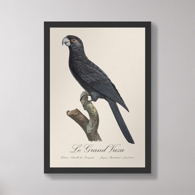 Le Grand Vaza / Underbarare Vasa Parrot Fototryck (Skapare uppladdad)