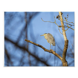 Le héron cendré en hiver fototryck