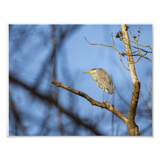 Le héron cendré en hiver fototryck (Framsidan)