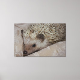 Le igelkotten canvastryck