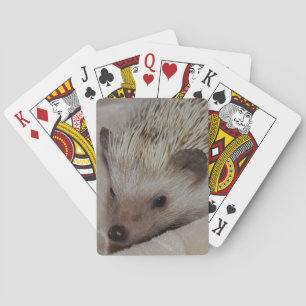 Le igelkotten casinokort