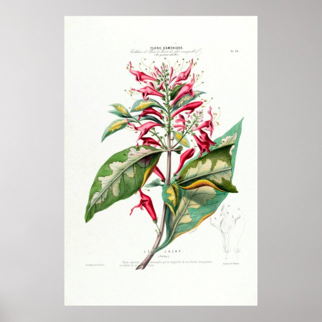 Le Jalap Botanical Amerique Blommigt Poster (Framsidan)