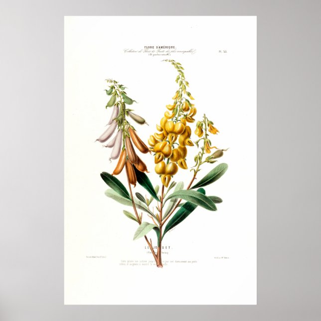 Le Jouet Golden Gult Botaniska Blommigten Amerique Poster (Framsidan)