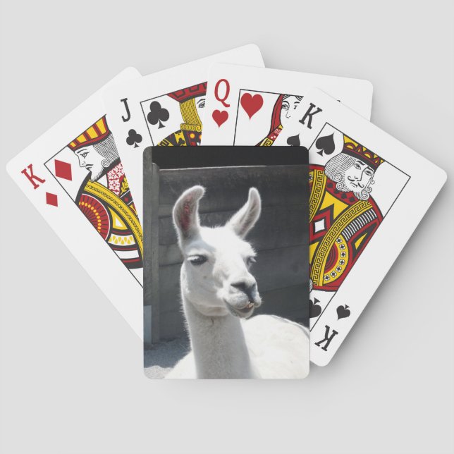 Le llamaen som leker kort kortlek (Baksidan)