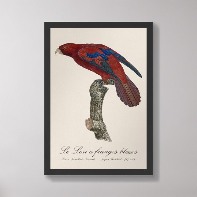 Le Lori a franges bleues Fototryck (Skapare uppladdad)