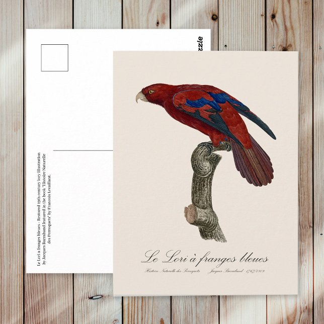 Le Lori a franges bleues Vykort (Long-Tailed Red Lory, Trichoglossus borneus. Postcard)