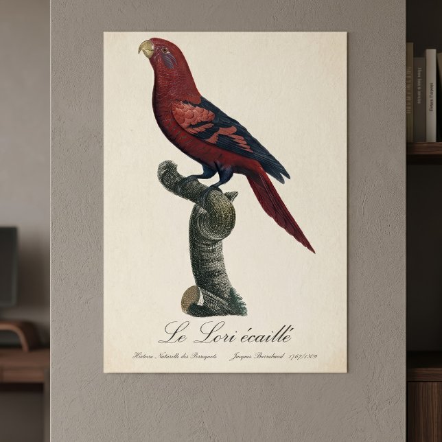 Le Lori ecaille/Blue-streaked lory Poster (Blue-Streaked Lory, Trichoglossus reticulatus. Poster )