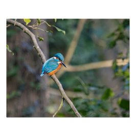 Le martin-pêcheur perfect poster