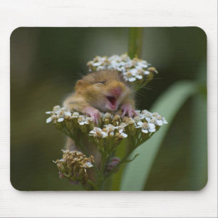 Le Mousie på blomma Musmatta