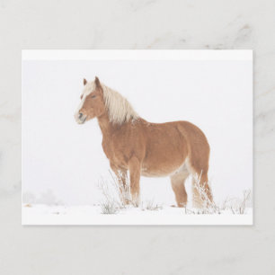 Le Palominohästen i snön Vykort