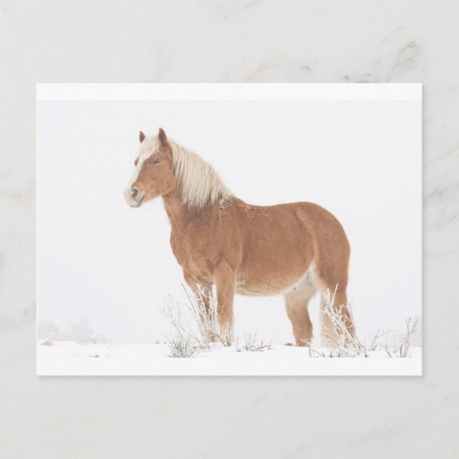 Le Palominohästen i snön Vykort (Framsida)