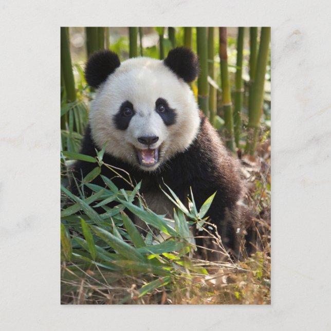 Le Pandaporträtt Vykort (Framsida)