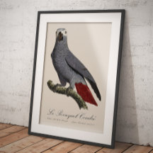 Le Perroquet Cendre - 1800-talets illustration