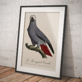 Le Perroquet Cendre - 1800-talets illustration Fototryck