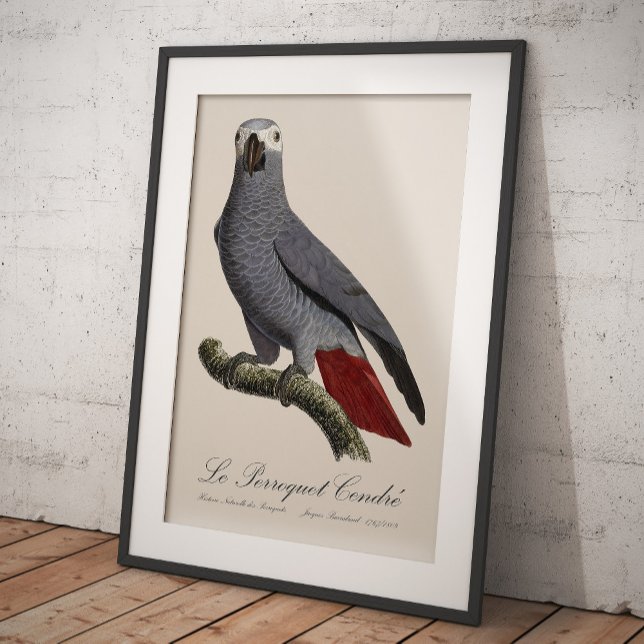Le Perroquet Cendre - 1800-talets illustration Fototryck (Skapare uppladdad)