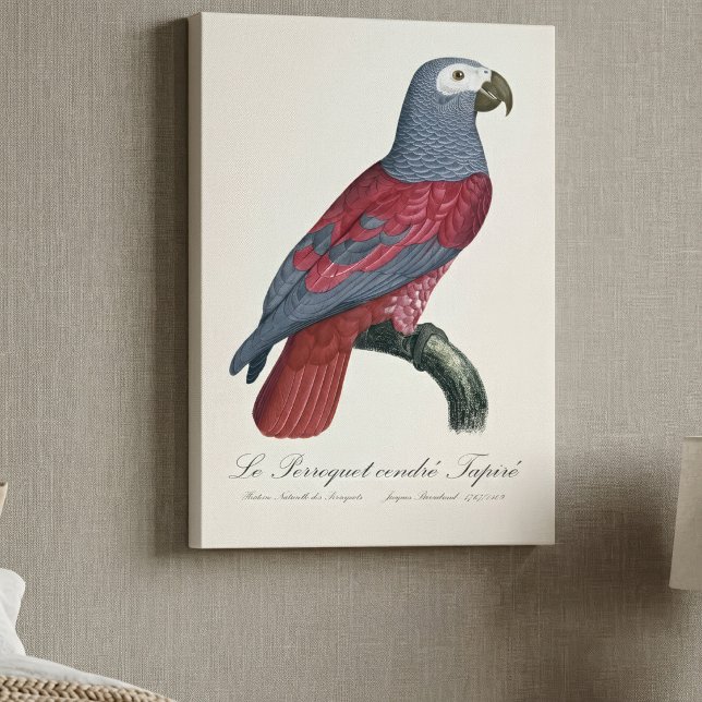 Le Perroquet cendre Tapire Canvastryck (African Grey Parrot Red Factor Psittacus Erithacus. Canvas Print)