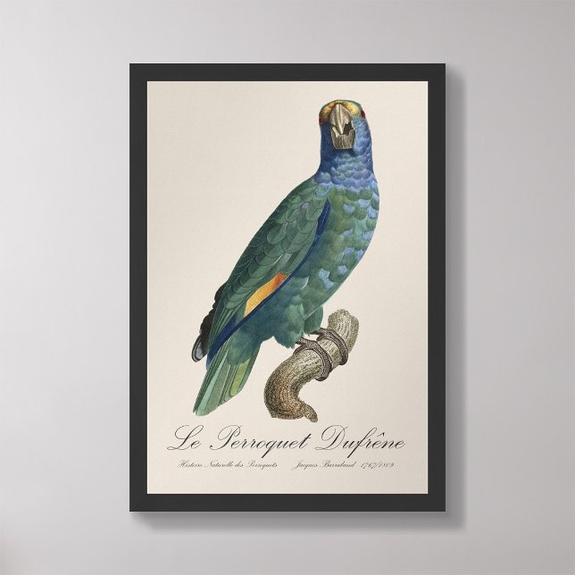Le Perroquet Dufrene/Blue-Cheeked Amazon Fototryck (Skapare uppladdad)