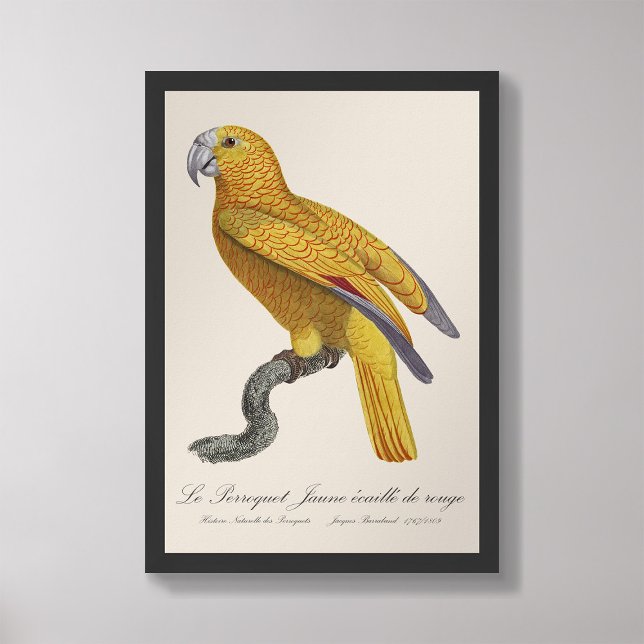 Le Perroquet Jaune ecaille de rouge Fototryck (Skapare uppladdad)