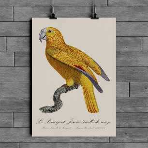 Le Perroquet Jaune ecaille de rouge Poster