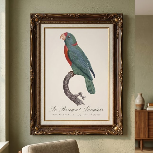 Le Perroquet Langlois Fototryck (Le Perroquet Langlois by Jacques Barraband. Photo Print)