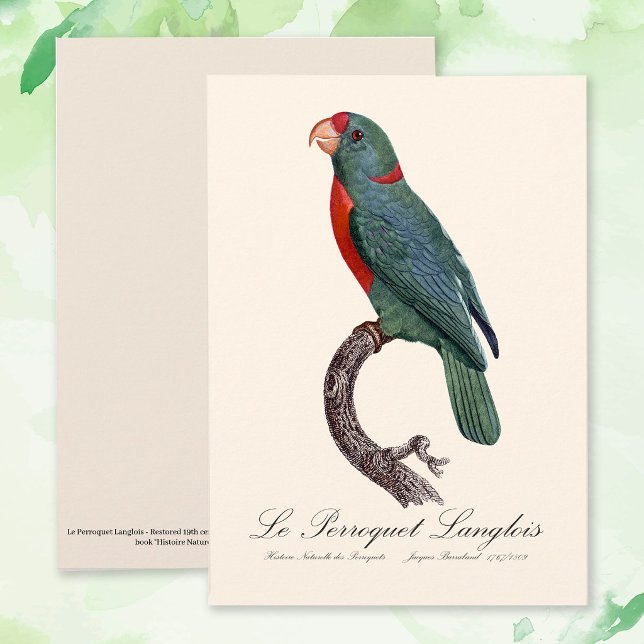 Le Perroquet Langlois Tack Kort (Le Perroquet Langlois by Jacques Barraband. Thank You Card)