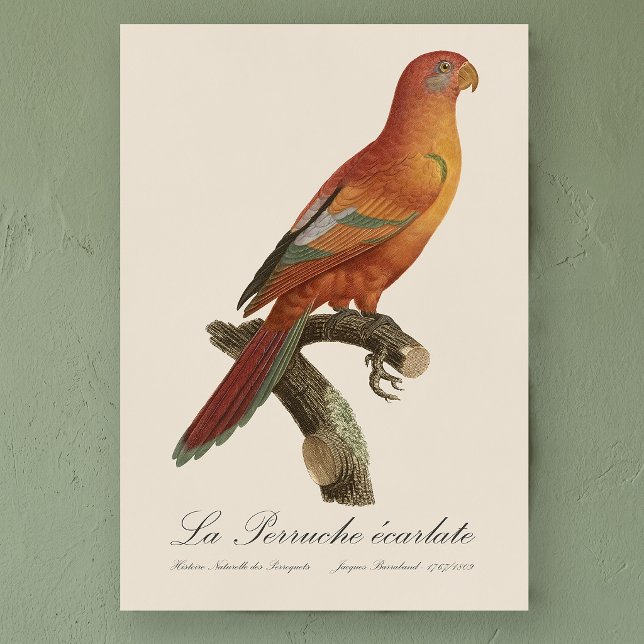 Le Perruche ecarlate Poster (Red Lory or Eos Bornea, Trichoglossus borneus. Poster)