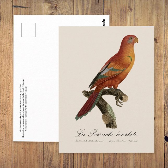 Le Perruche ecarlate Vykort (Red Lory or Eos Bornea, Trichoglossus borneus. Postcard)
