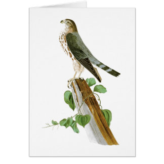 Le Petit Caporal John Audubon fåglar av Amerika Hälsningskort