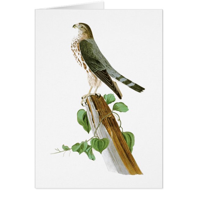 Le Petit Caporal John Audubon fåglar av Amerika Hälsningskort (Framsidan)